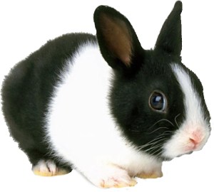 dutch_rabbit